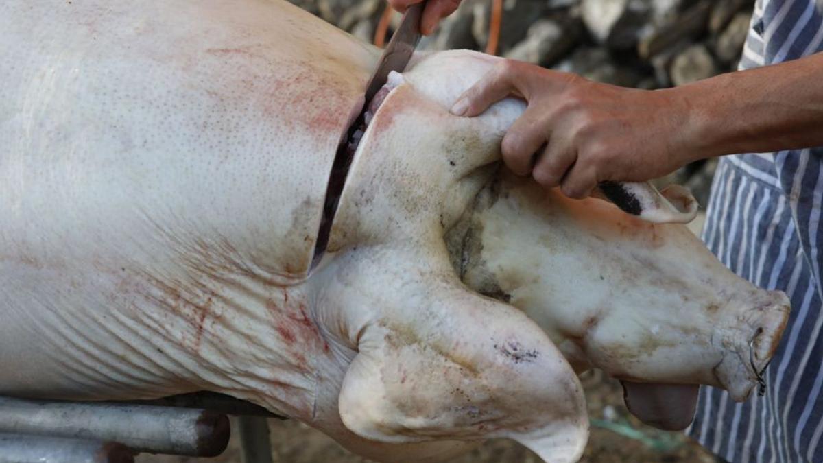 Nach der Schlachtung wird der Kopf des fast 250 Kilo schweren Schweins abgetrennt 