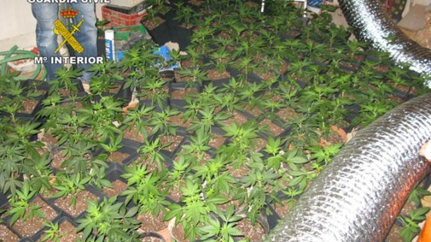 Tenían más de mil plantas en su laboratorio clandestino