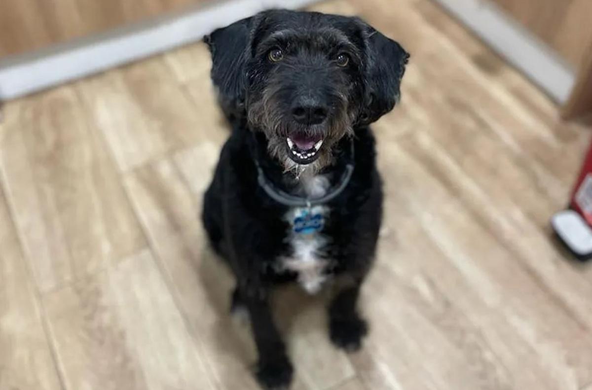 Boro, el perro desaparecido en el accidente de trenes de Adamuz