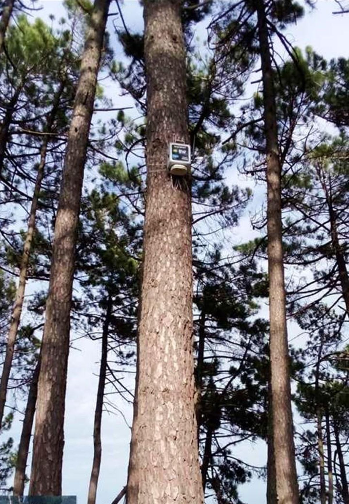 Imagen de uno de los ambientales inalámbricos en un árbol, en el parque natural.