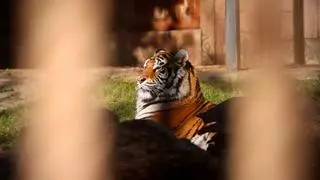 Carne de bonivo y pescado: así es el menú de los animales del Zoo de Córdoba