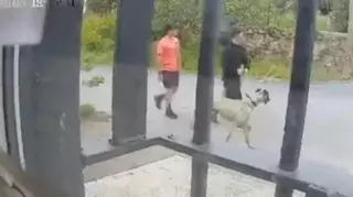Fiscalía de Menores instruye la causa de maltrato animal en Casar de Cáceres