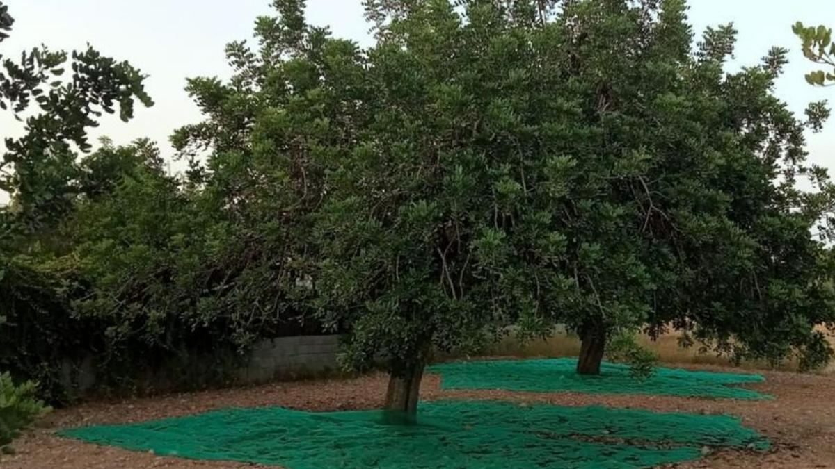 Mallas para recoger la algarroba en una finca de Can Bonet.