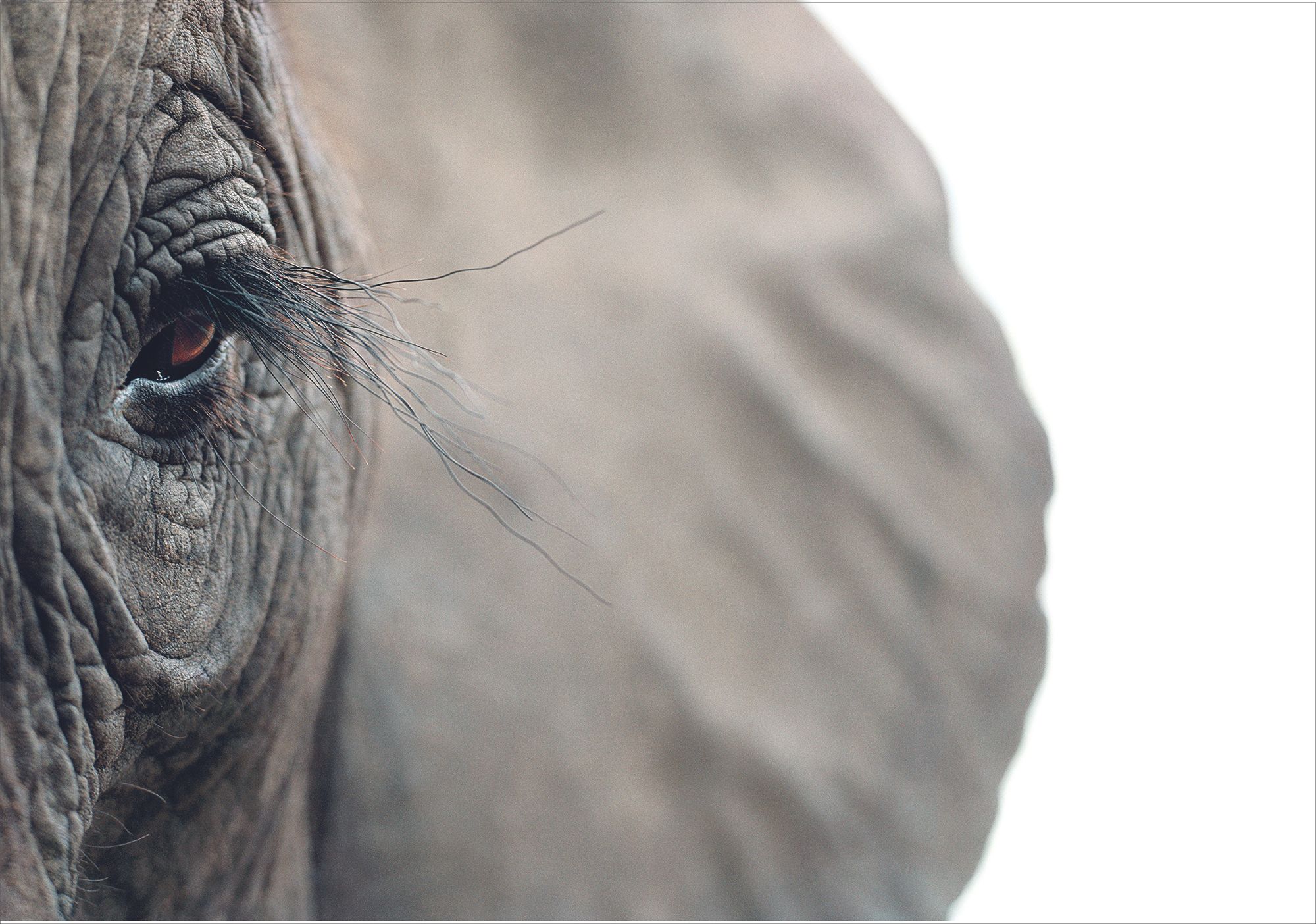 Fotografía de un elefante africano que integra la exposición "Emociones en peligro".