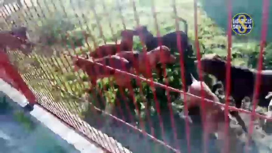 La policía busca al culpable de abandonar 18 cachorros en un parque de Sevilla
