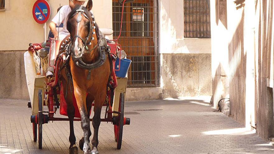 Pasear una hora en galera por Palma costará 60 euros