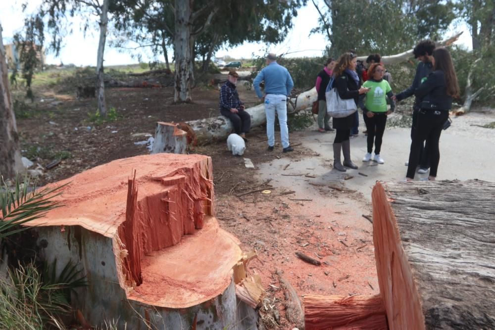 Protesta por la tala de árboles en Arraijanal