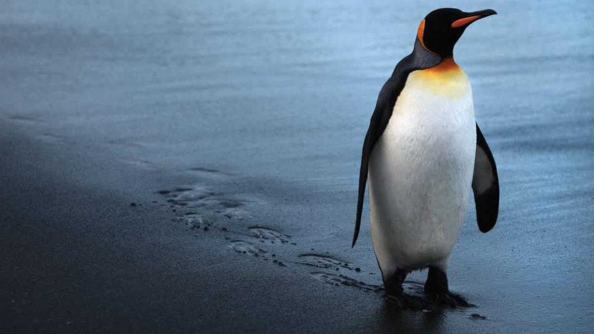 Pingüino rey