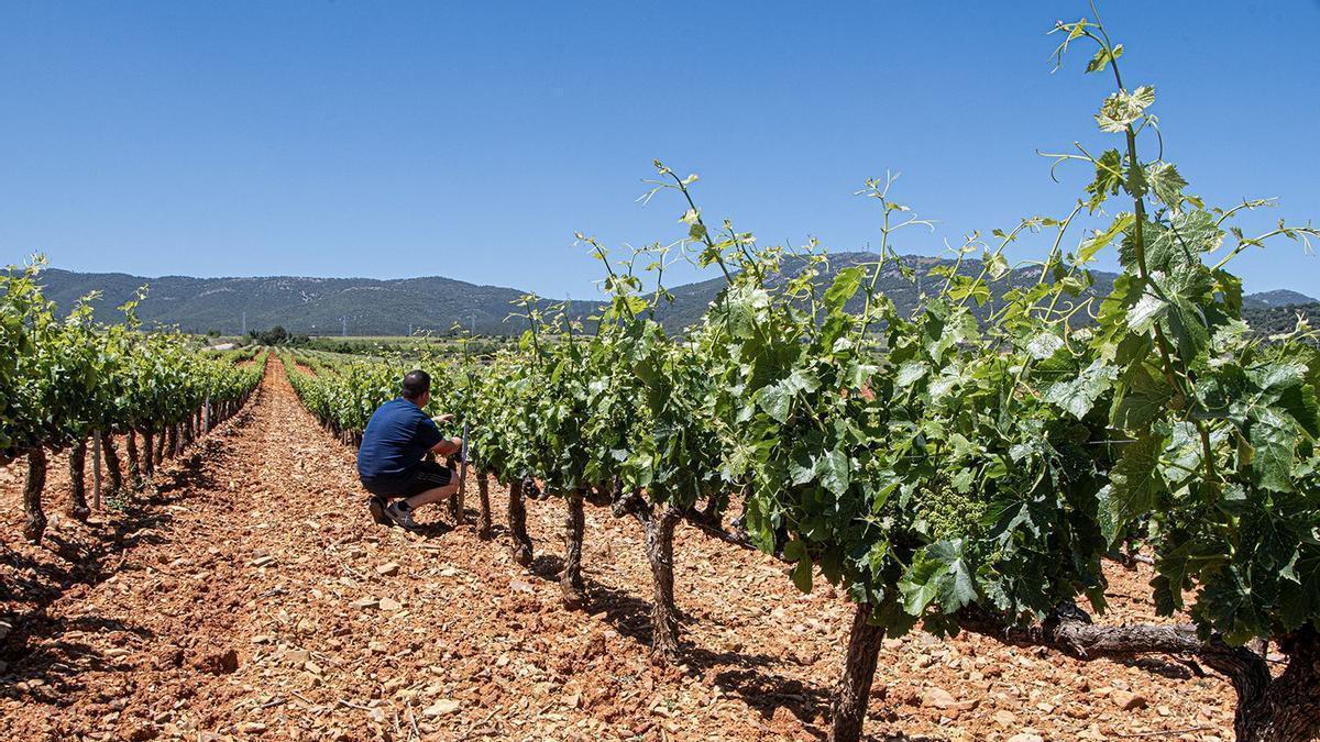 Un agricultor en un zona de viñedos, en una imagen de archivo.