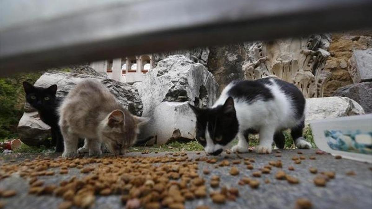 Gatos callejeros de una de las colonias censadas en Córdoba.