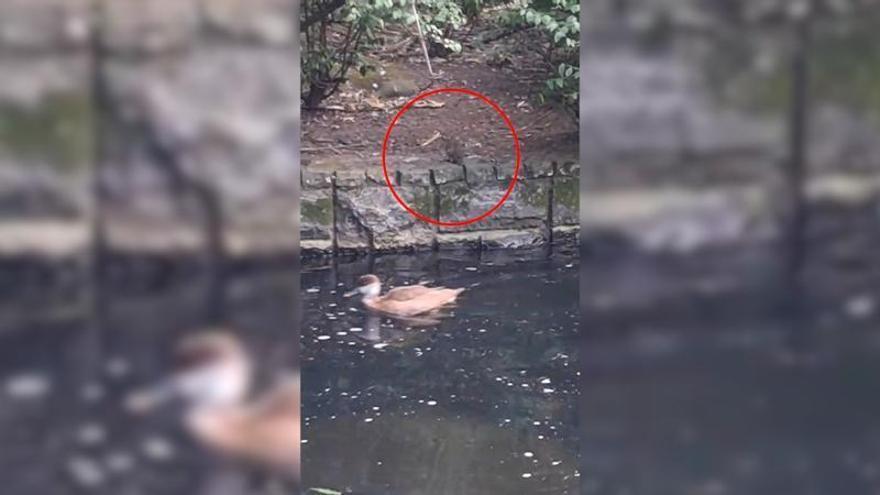 Alerta entre los usuarios del campo San Francisco por la presencia de ratas en el estanque de los patos