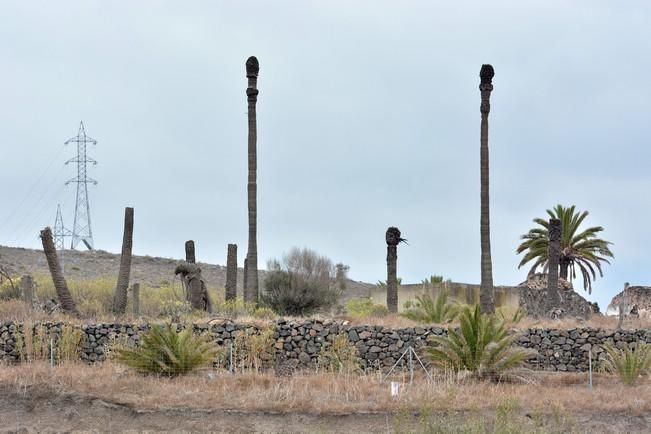 PALMERAL ENFERMO EN EL LAZO Y EL FONDILLO