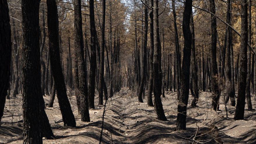 Zamora lidera ranking de grandes incendios en España y en Castilla y León en 2022