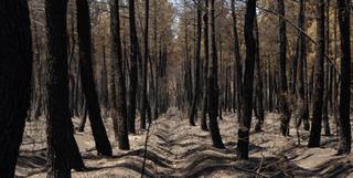 Zamora lidera ranking de grandes incendios en España y en Castilla y León en 2022