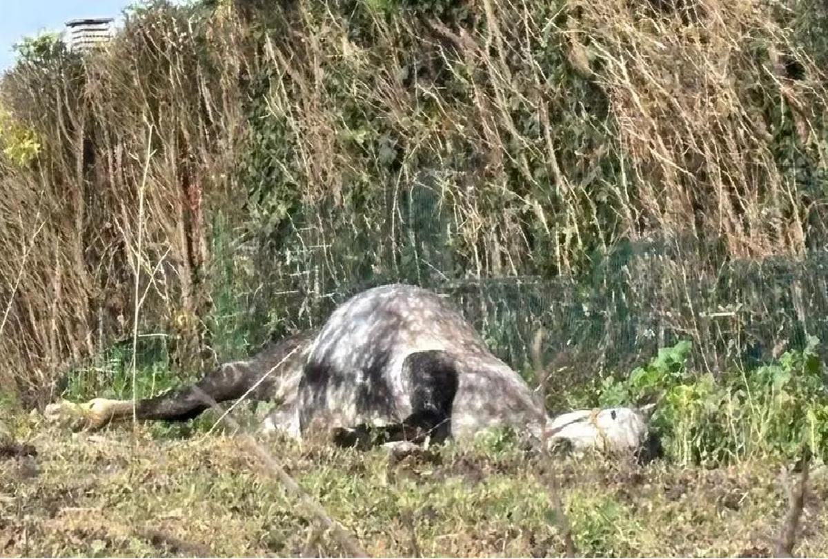 Uno de los caballos hallados muertos.