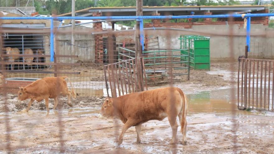 El dueño de la vaquería de La Hiniesta evoluciona favorablemente