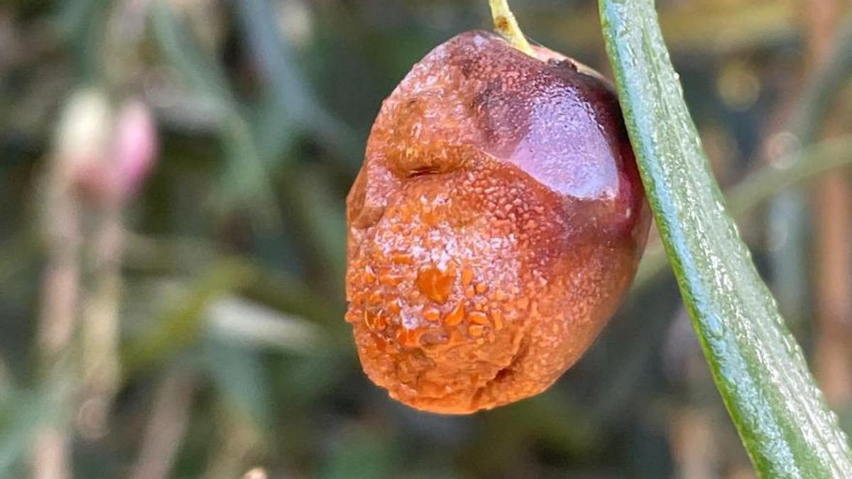 Detalle de una aceituna afectada por antracnosis.