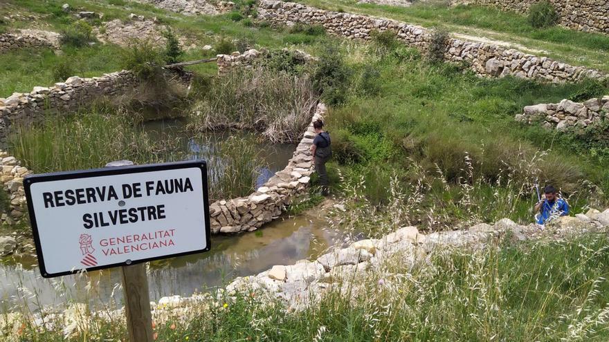 Alliberen més de 600 amfibis autòctons als parcs naturals