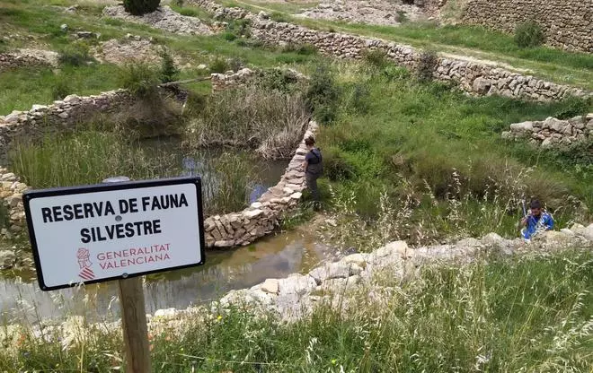 Alliberen més de 600 amfibis autòctons als parcs naturals