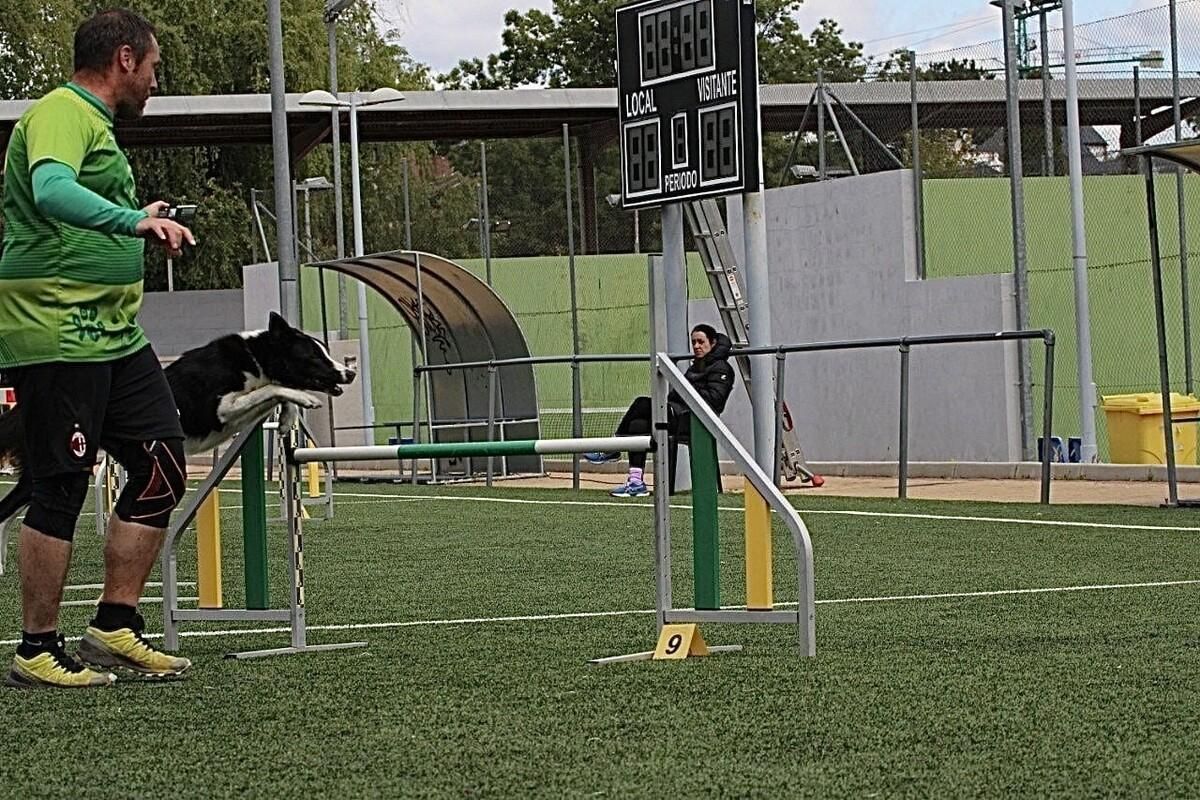 Competición de Agility en Pozuelo.