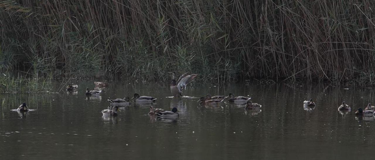 Un grupo de cercetas pardillas, especie en peligro de extinción, que anidan en El Hondo.