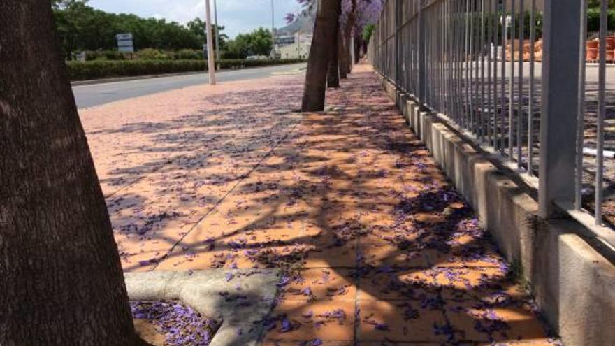 Una acera salpicada de las flores viscosas de los árboles.