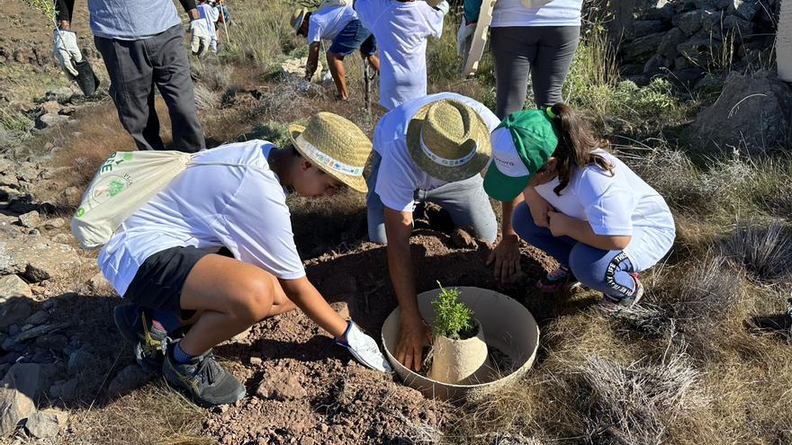 La Gomera celebra el Día del Árbol con una plantación en Las Negrinas