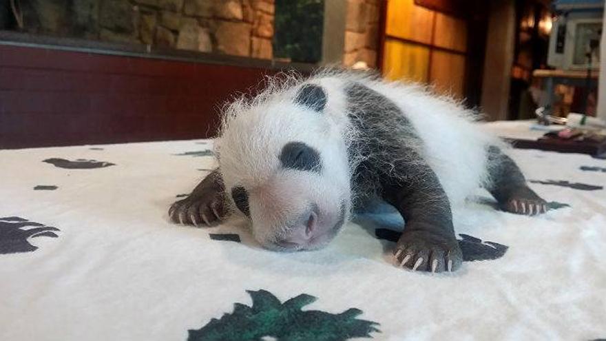 Este es Bei Bei, el panda gigante bautizado por las primeras damas de EEUU y China