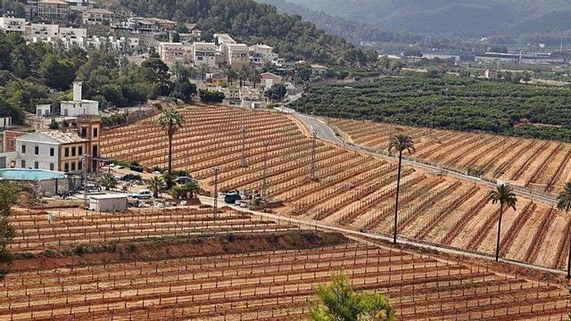 Gran fnca reconvertida en Alzira al cultivo de aguacates en el antiguo Huerto de las Aguas Potables.