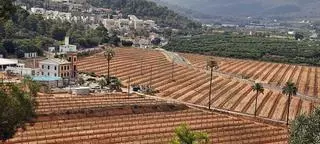 El aguacate rebrota como alternativa