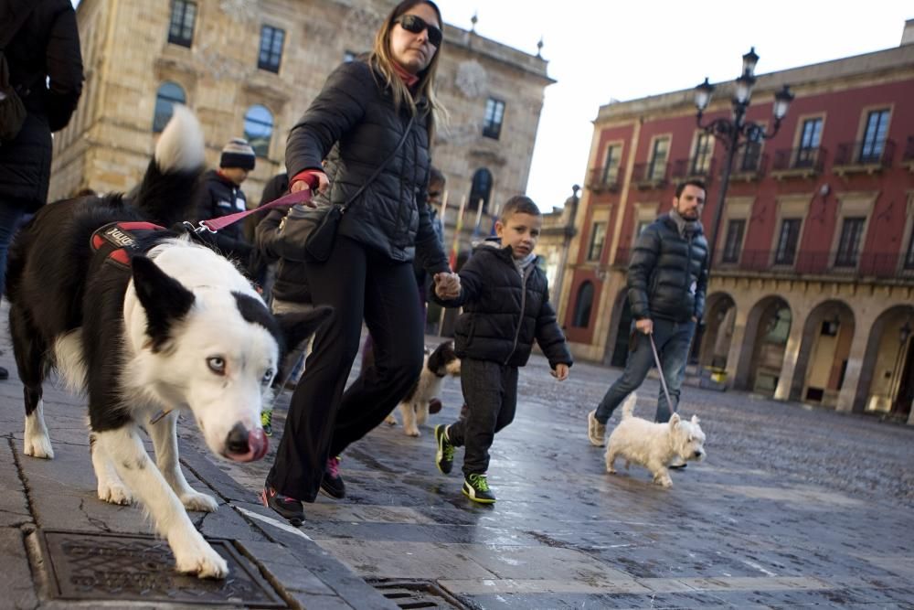 San Silvestre canina en Gijón