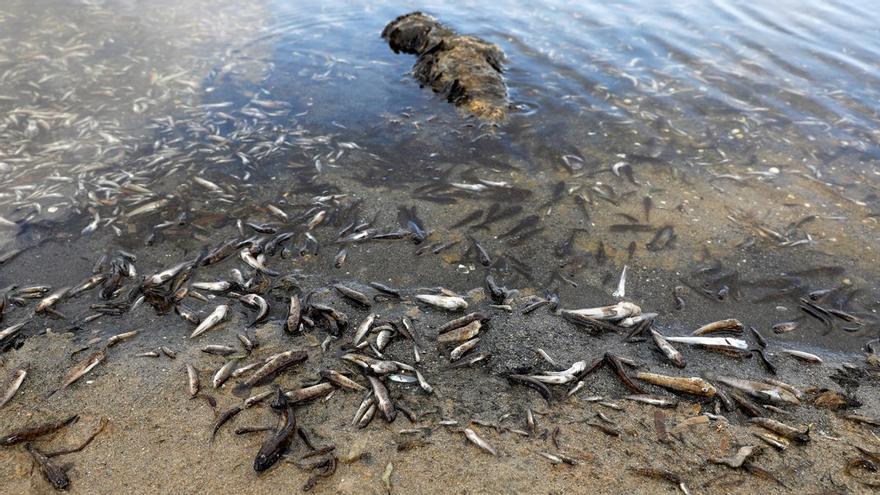 El Mar Menor expulsa cinc tones de peixos morts