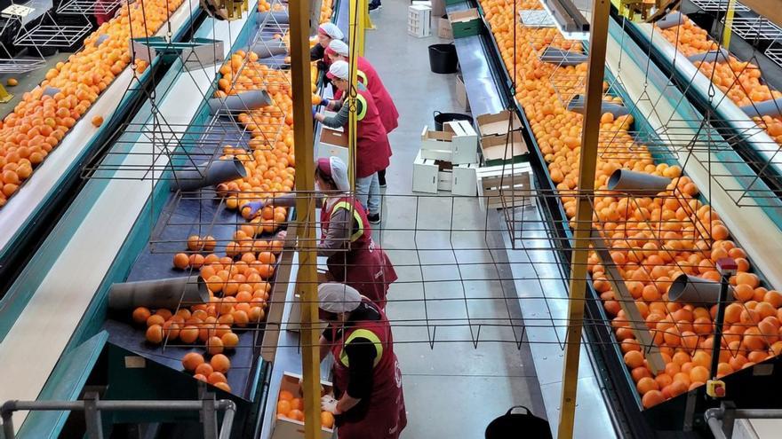 Varias operarias trabajan en la línea de cítricos de Green Fruits. | LEVANTE-EMV