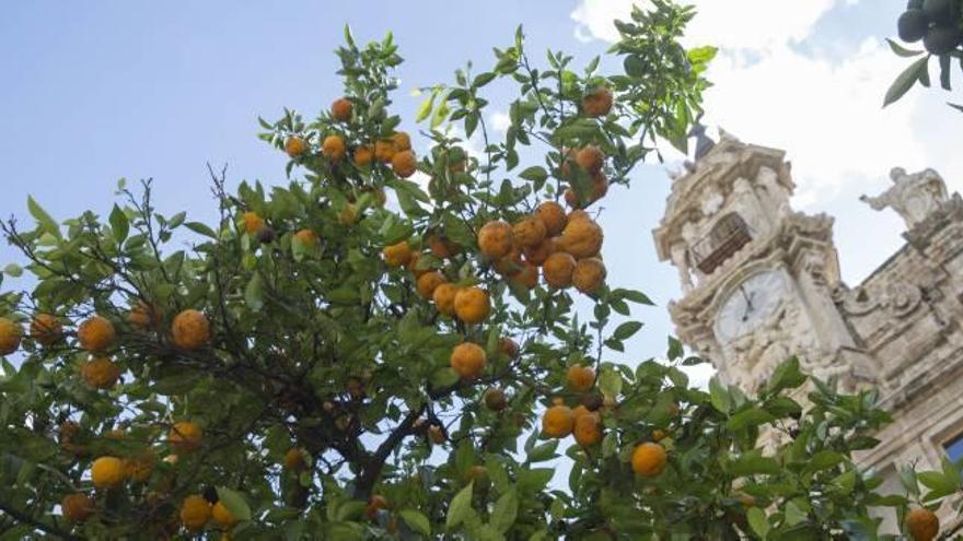 Naranjos bordes junto a la iglesia de los Santos Juanes, en pleno casco urbano de València.