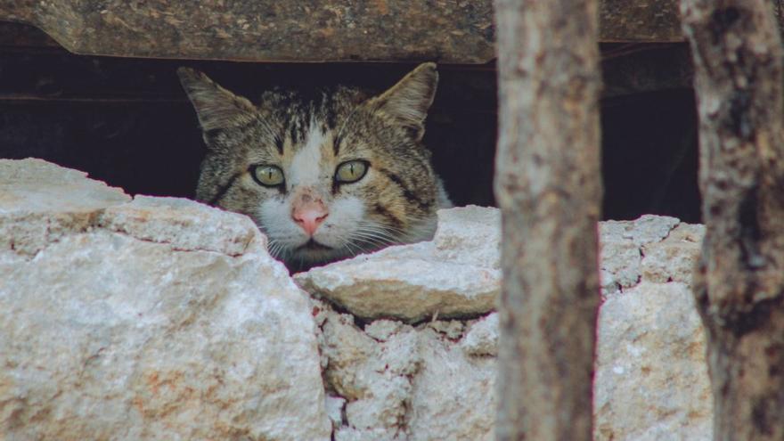 Calaf aprova un nou protocol per la gestió de les colònies de gats