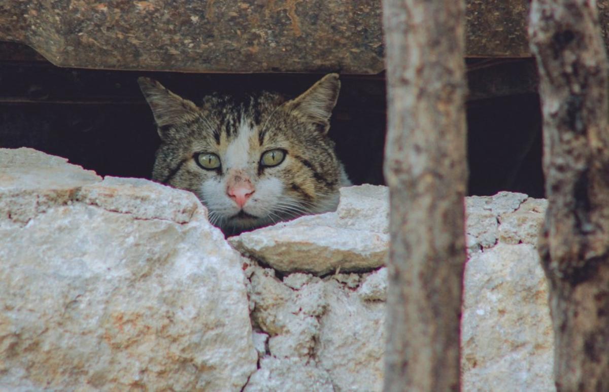 El primer pas serà fer un registre de les colònies de gats