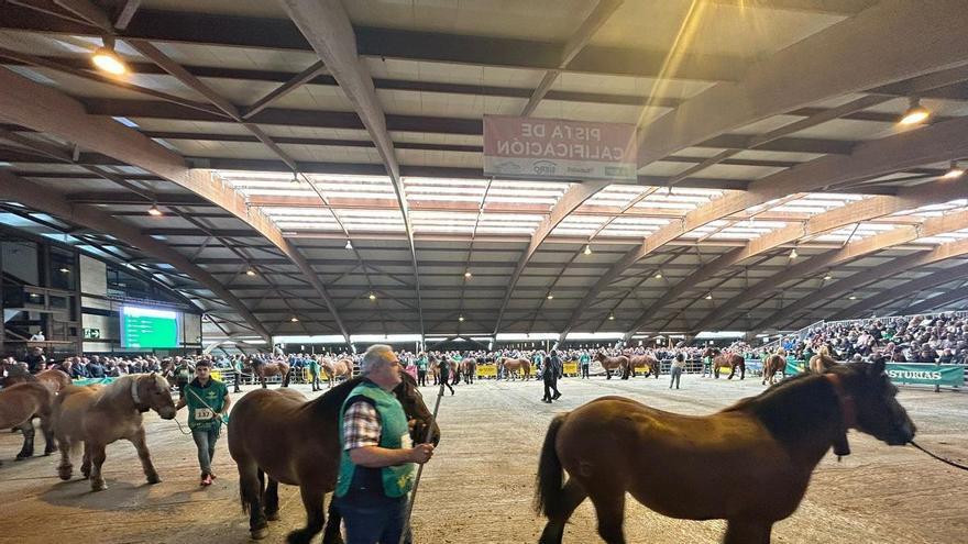 Concurso de Ganado Equino de la Montaña Asturiana en Pola de Siero