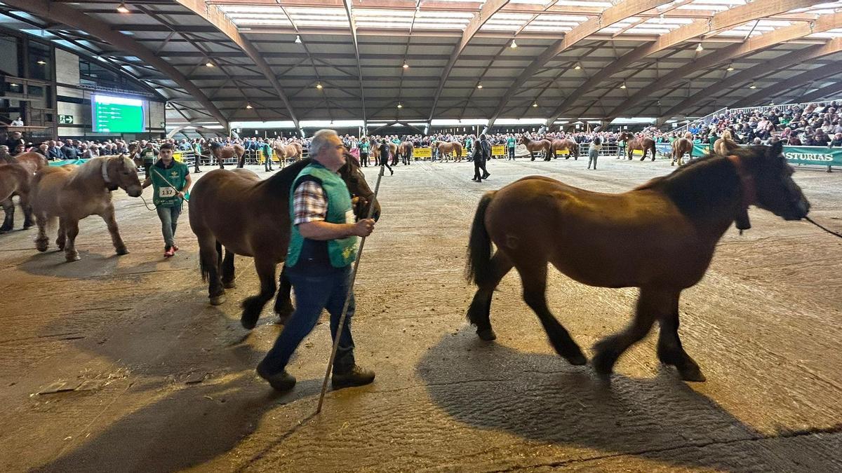 Concurso de Ganado Equino de la Montaña Asturiana en Pola de Siero