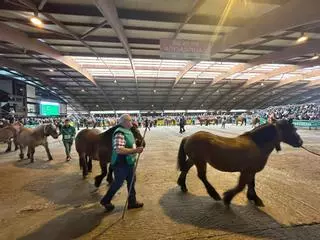 Cerca de 240 caballos, medio centenar de potrillos, y un “gran nivel” en el concurso equino de Pola de Siero: “Los ganaderos trajeron animales muy bien presentados”