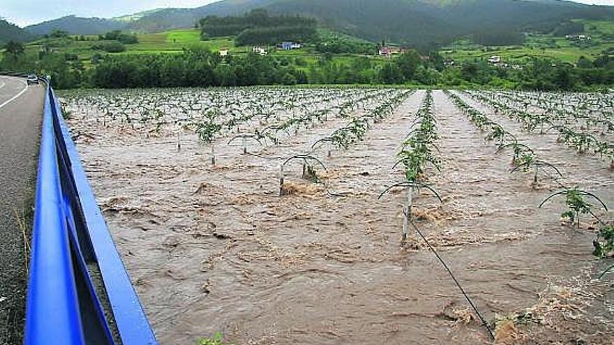 Una plantación de kiwis, anegada por la riada, el pasado mes de junio, en Pravia.
