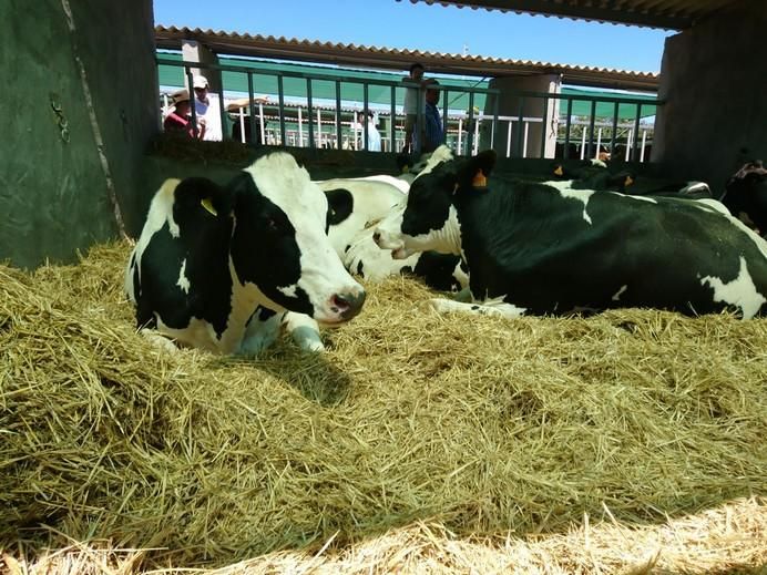 Feria de Ganado 2017 en Arucas