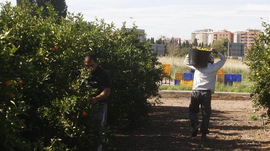 Condenan a un agricultor a tres meses de cárcel por explotación de la mandarina Orri sin permiso