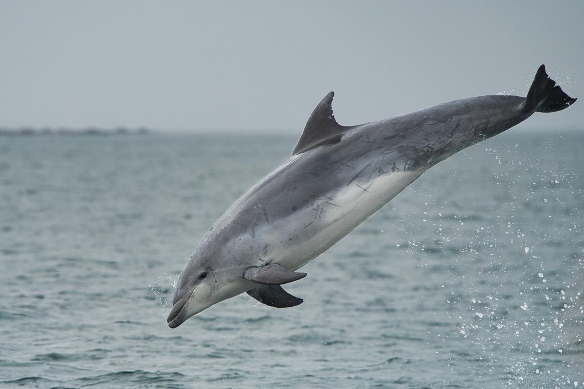 Uno de los delfines que acompañaron al barco.