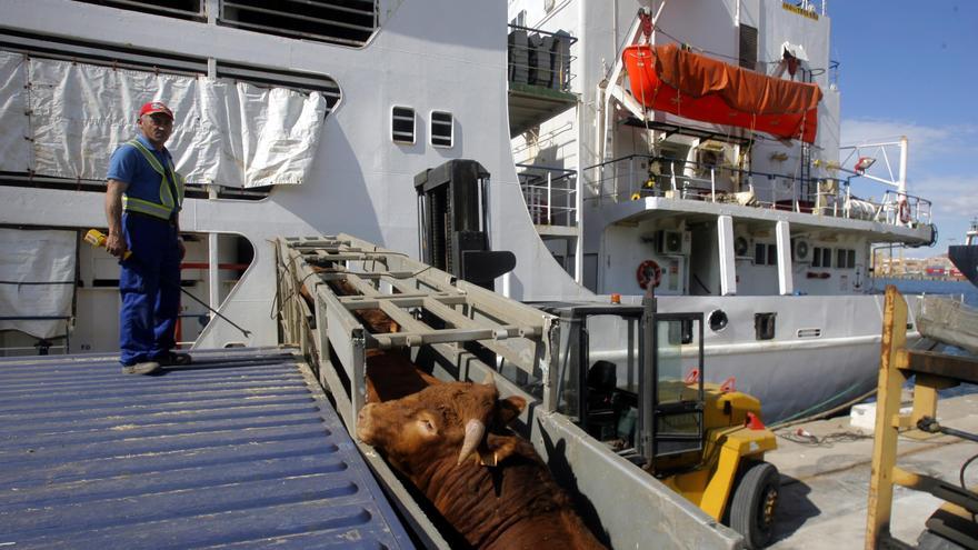 El puerto de Cartagena contará en 2024 con una nueva terminal de embarque de ganado vivo