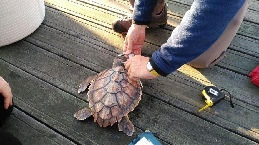 La tortuga &quot;Beo&quot; antes de ser liberada.