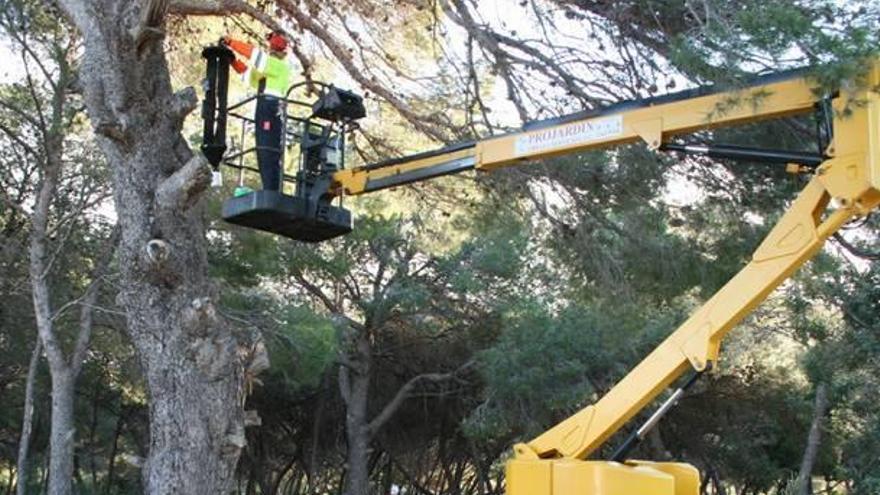 El Consorcio inicia el lunes la tala de pinos con «tomicus» en el Millars