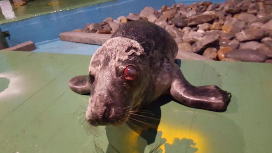 Rescatan a una foca herida en la costa asturiana