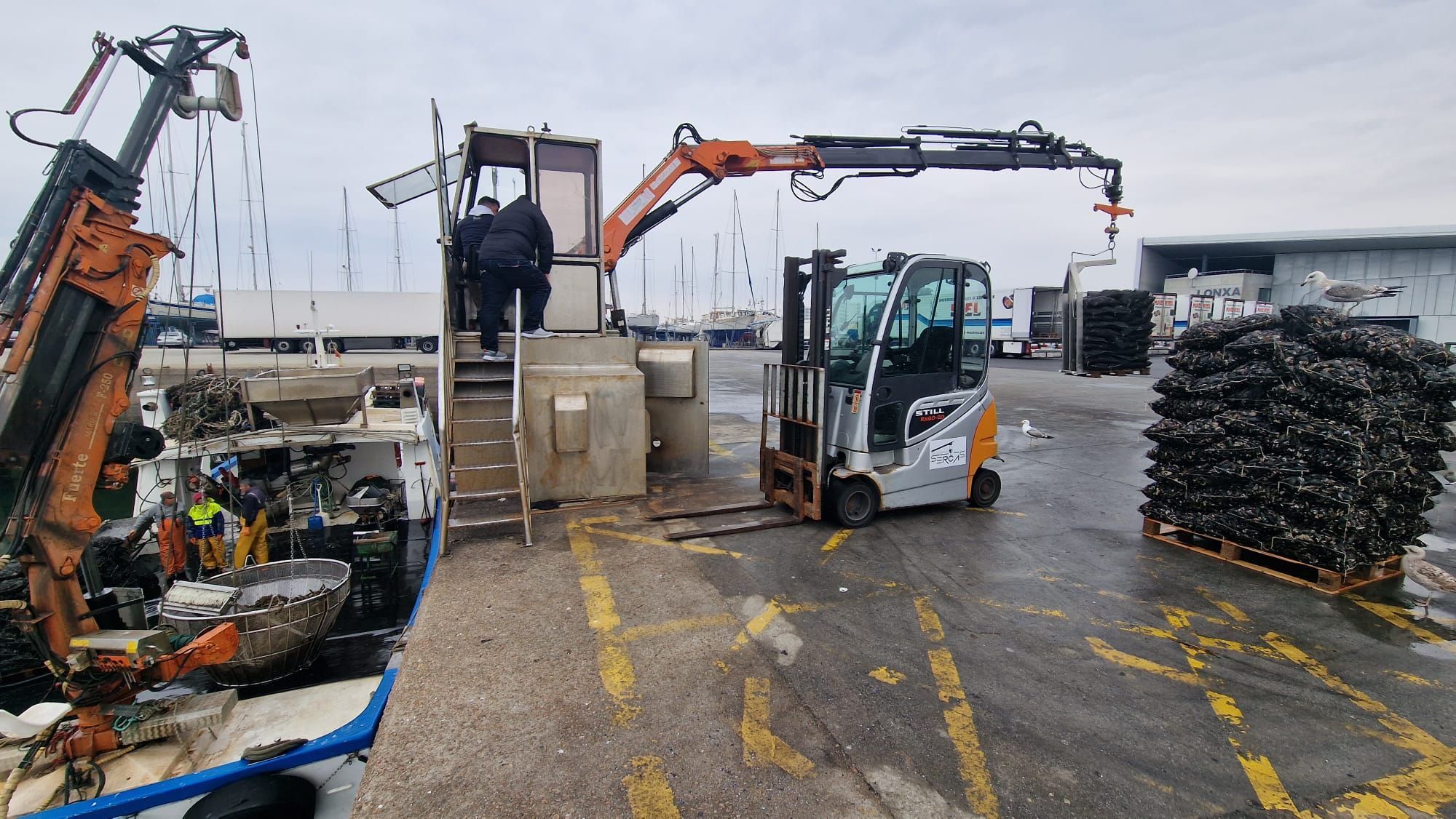 Descargas de mejillón para el mercado de fresco (depuradoras) en el puerto de Vilanova de Arousa.