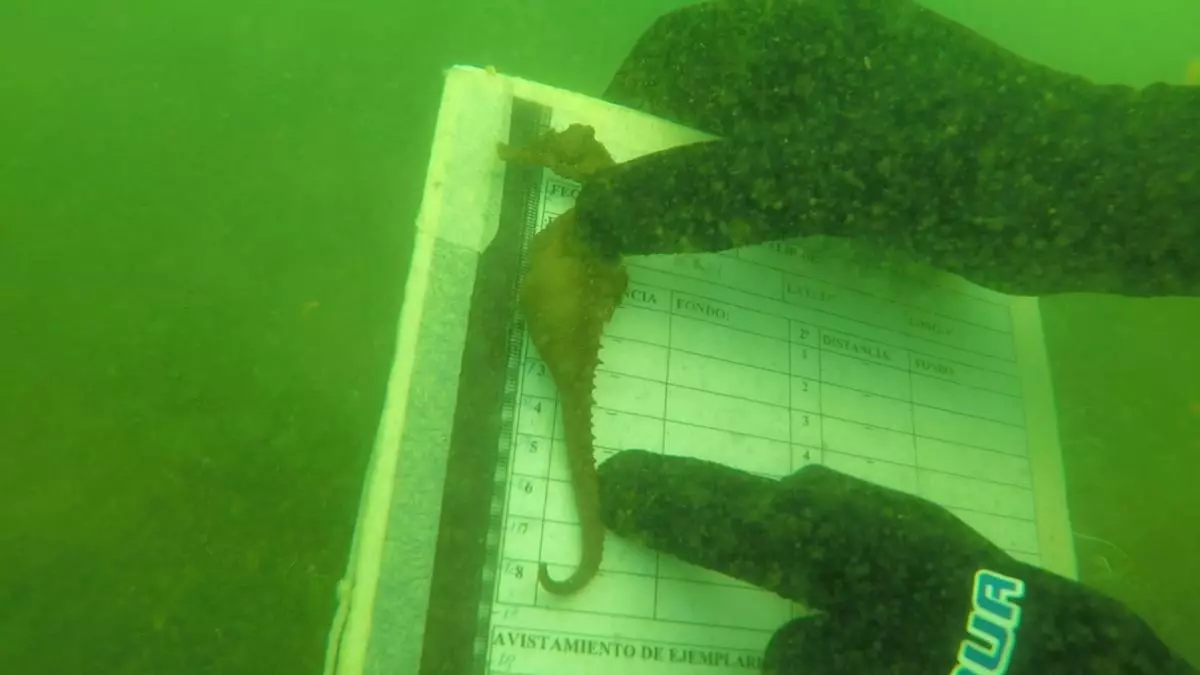 El caballito resiste en el Mar Menor: más avistamientos que nunca y una nueva hornada de juveniles