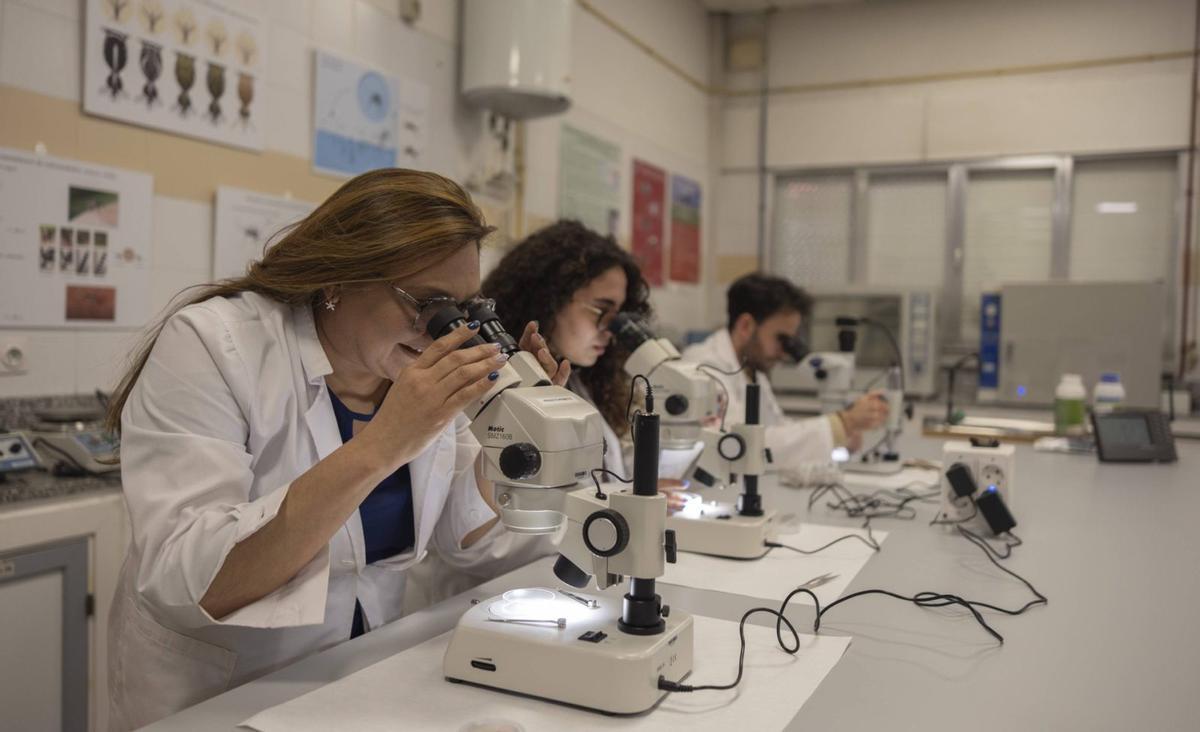 Alumnos y profesores analizan las muestras recogidas en las redes de trampeo.